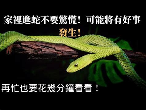 出現蛇|家裡出現蛇：代表什麼，該如何應對？